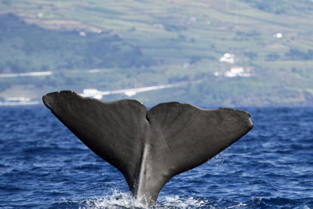 whale watching pico, portugal